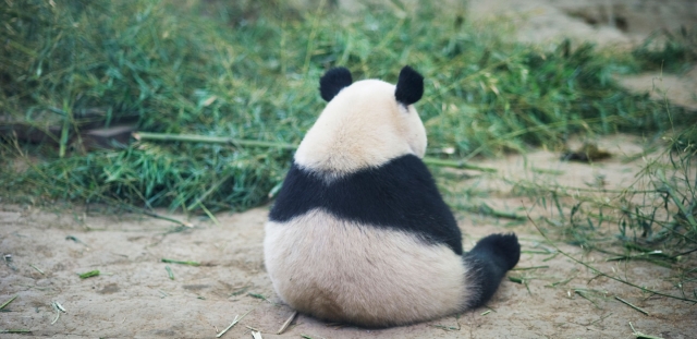 Seer-Blog-Google-Panda-Algorithm-1440x700.jpg