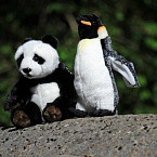 Google рассказал о различиях между Panda и Penguin