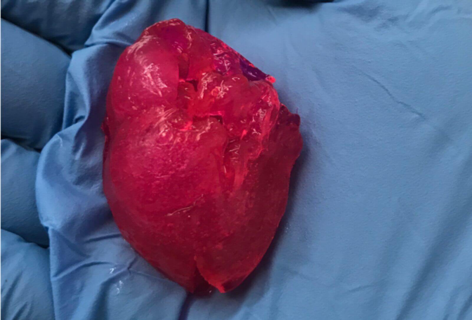 Компания Biolife4D напечатала на 3D-биопринтере человеческое сердце в миниатюре