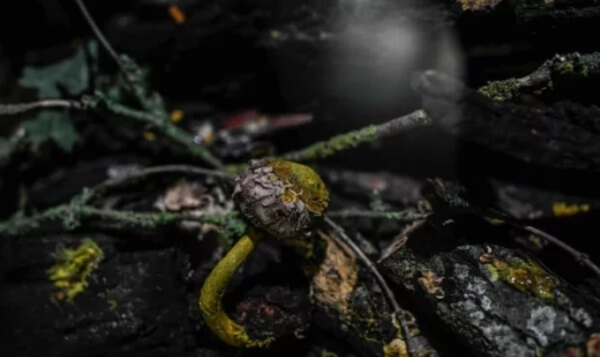 организм, который выглядит как гриб, а ведет себя как животное