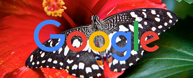 butterfly-Google-1900px--1453468915.jpg