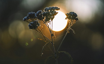 Разработчики могут добавлять свои приложения в каталог для YaOS с Алисой