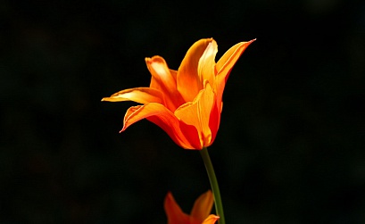 Эмпатия, прозрачность и отзывы: три кита доверия на нестабильном рынке