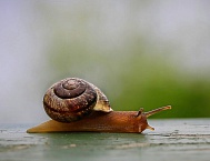 АКАР: объем российского рекламного рынка составил 981,6 млрд руб. в 2025 году