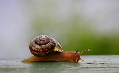 АКАР: объем российского рекламного рынка составил 981,6 млрд руб. в 2025 году