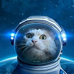 Технодайджест: клонированные котята и робот Федор в космосе