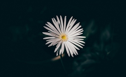 Каналы в Дзене, зарегистрированные в реестре РКН, могут получить отметку А+