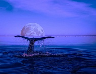 13bef5bd18b32449a7083010b7a1194b как делать сайты на телефоне