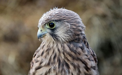 Инструмент Rich Results Test начал поддерживать все функции поиска Google