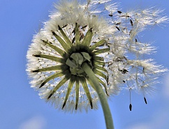 Ограничения на количество символов в объявлениях Яндекс.Директа