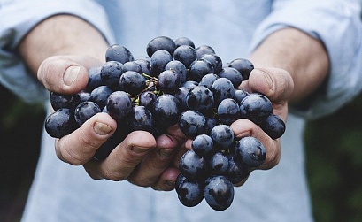 Как привлекать инвестиции в виноградники через таргет: минималистичное решение от eLama