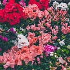 Продвижение интернет-магазинов цветов: от анализа конкурентов до реализации стратегии. Кейс