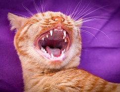 Как сделать лендинг для стоматологии