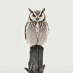 Как провести аудит страницы при помощи PageSpeed Insights и ускорить ее