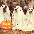 Счастливого Хеллоуина: 20+ «страшных» и жизненных историй от digital-специалистов