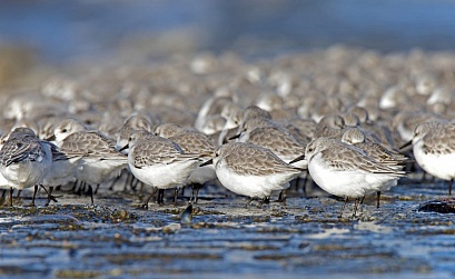 Google Ads рассказал об изменениях, связанных с новыми правилами Apple