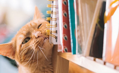 Как использовать логи сервера для оптимизации сайта