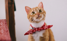 Управление ставками в Яндекс.Маркете: инструкция по работе с PriceLabs