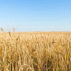 Русский путь маркетинга: как культурный код влияет на эффективность рекламы в России