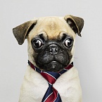 Мемы как новый бизнес-инструмент: как брендам зарабатывать на вирусном эффекте