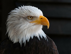 Линкбилдинг для сайтов в США