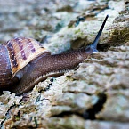 В России начали замедлять YouTube