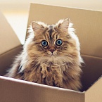 Автоматизация «в коробке»: как заставить Google работать по правилам