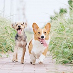 Как грамотно сформировать репутацию нового бренда кормов для животных в Яндекс и Google в 2024 году