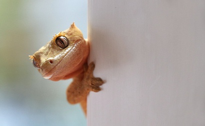 Отчисление 3% с дохода от интернет-рекламы: кто должен платить и как рассчитать?