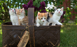 4 типа аудиторий, которые стоит перенести в контекст из соцсетей